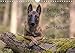 Belgischer Schäferhund - Der Malinois - Die Facetten Einer Hunderasse (Wall Calendar 2019, 14 Pages by 