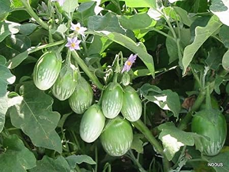 Bahan Traders Generic BRINJAL OVAL GREEN SEEDS (VEGETABLE SEEDS) HYBRID 50 SEEDS PACK