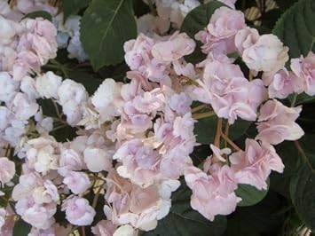 Amazon あじさい 苗 ヤマアジサイ 八重甘茶 5号ポット苗 山紫陽花 山アジサイ 庭木 落葉樹 低木 花 Amazon あじさい 苗 ヤマアジサイ 八重甘茶 5号ポット苗 山紫陽花 山アジサイ 庭木 落葉樹 低木 花