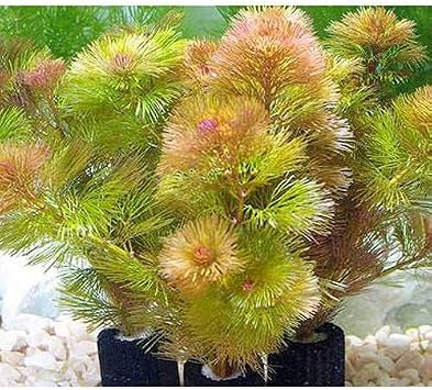 Amazon 水草 メダカ 金魚藻 マルチリングブラック 黒 レッドカボンバ １個 北海道航空便要保温 Charm チャーム 生体 水草 通販