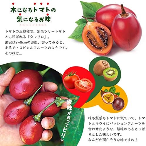 Amazon トマト 南国フルーツ 苗 野菜苗 トマトの木 タマリロ 3 5号 直径10 5cm ポット トマトツリー 木立トマト 野菜