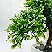 Party Tonight Artificial Japanese Zen Bonsai Tree Home Planet with Pot. Perfect for a Desk, Table, Office, Home Or Shelf Decoration