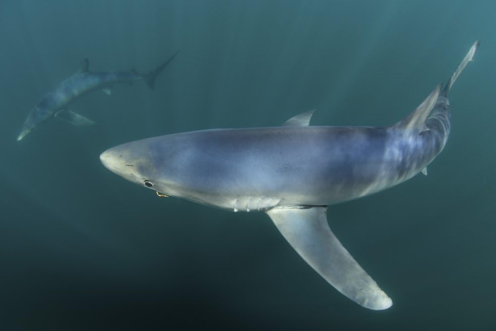 Posterazzi PSTETH400896ULARGE A Sleek Blue Shark Swimming in The Waters Off Cape Cod Massachusetts. Poster Print by Ethan Daniels/Stocktrek Images 34 x 23 Varies