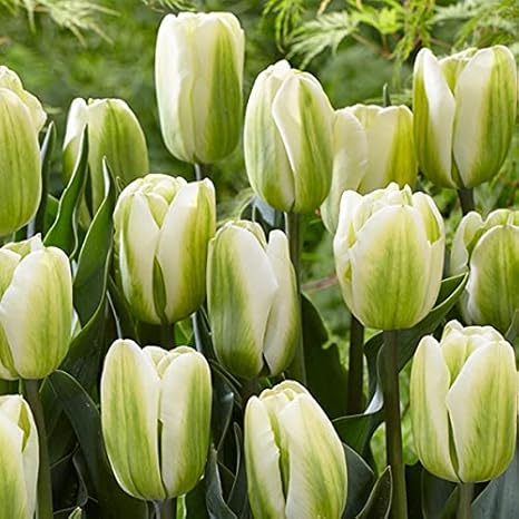 Amazon 国華園 チューリップ 球根 早期販売 グリーンスピリット 100球 21年春商品 球根