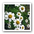 Chamomile flower, German - 3.38oz Herbal Tincture
