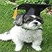DAGEDA Pet Graduation Caps Grad Hat Pet Costume, Small Dog Graduation Hats with Gold/Yellow Tassel for Dogs and Cats Holiday or Decorations Party, Costume Accessory(Black)