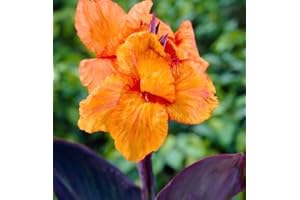 CZ GRAIN Wyoming Canna Lily Bulbs for Planting - Tropical Goth Canna - Stunning Orange Flowers with Dark Leaves - Perfect for Landscaping and Gardening (3 Bulbs)