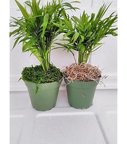 Amazon.com: Victorian Parlor Palm - Chamaedorea - Indestructable - 4.5"  Unique Design Pot From Jmbamboo : Patio, Lawn & Garden