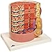 3B Scientific B60 Microanatomy Muscle Fiber Model, 10000 Times Magnified, 7.3