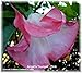 Emerald TM Angels Trumpet Brugmansia Pink Peach Versicolor 4 Inch Starter Plant