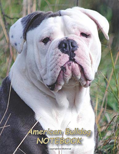 large american bulldog