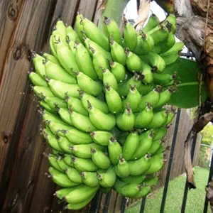 Banana Plants 