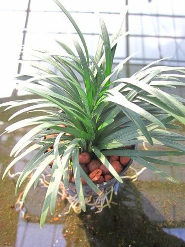 Amazon Co Jp 水耕栽培 苗 りゅうのひげ ジャノヒゲ Diy 工具 ガーデン