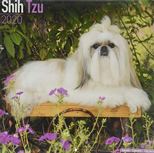 Shih Tzu Calendar - Dog Breed Calendars - 2019 - 2020 Wall Calendars - 16 Month by Avonside (Multili by