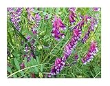 David's Garden Seeds Cover Crop Hairy Vetch Organic D9876 (Purple) One Pound Package