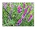 David's Garden Seeds Cover Crop Hairy Vetch Organic D9876AA (Purple) One Ounce Package