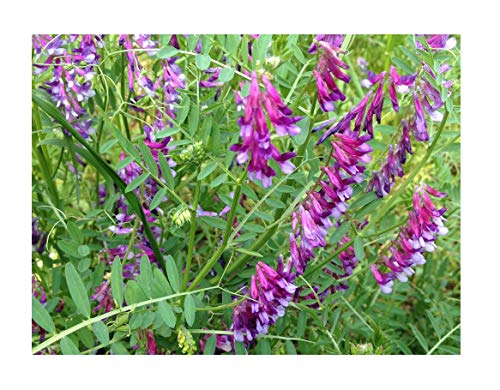 David's Garden Seeds Cover Crop Hairy Vetch Organic SV9876 (Purple) One Ounce Package David's Garden Seeds Cover Crop Hairy Vetch Organic SV9876 (Purple) One Ounce Package
