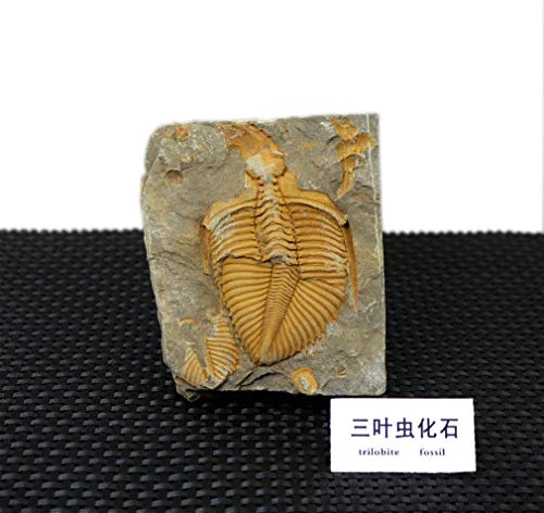 1 Sunny+Hill+Chinese+Xiangxi+Trilobite
