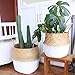 Aneil Woven Belly Storage Basket, Seagrass Planter with Handle, Plant Flower Pots, Home Kitchen Organizer (L, White)