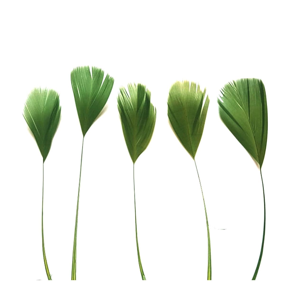 Olive Moss Green Stripped Coque Style Feathers - Fascinators, weddings - 6 inches approx by GC x 5