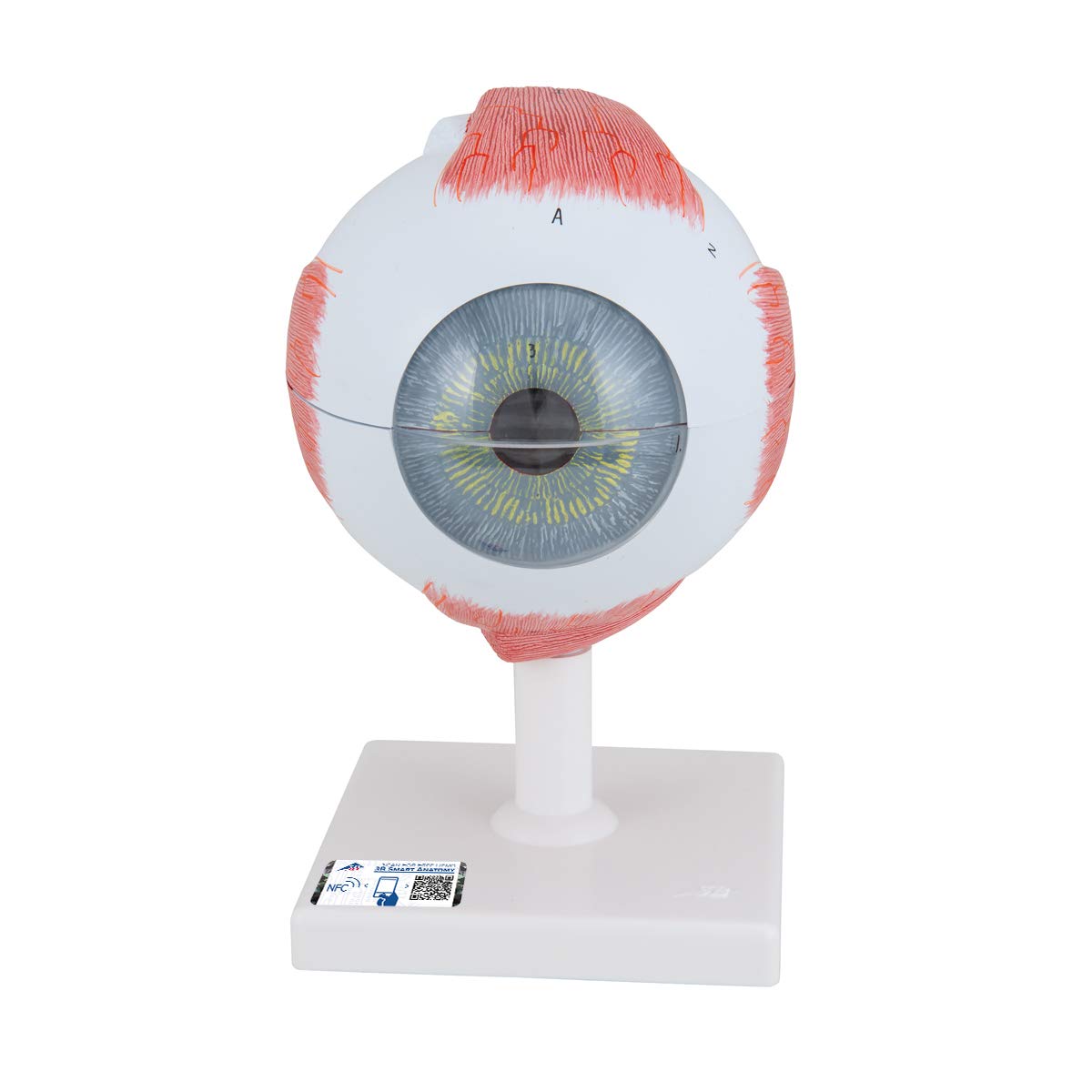 3B Scientific Eye Model, 5 Times Full Size, 6 Part + free anatomy software - 3B Smart Anatomy ,F10