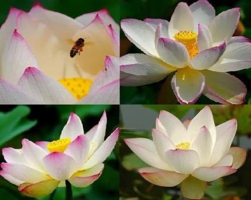10 LIGHT PINK LOTUS SEEDS NELUMBO NUCIFERA POND PLANTS not water lily + FREE PHYTO Flower Fresh & Viable From Garden