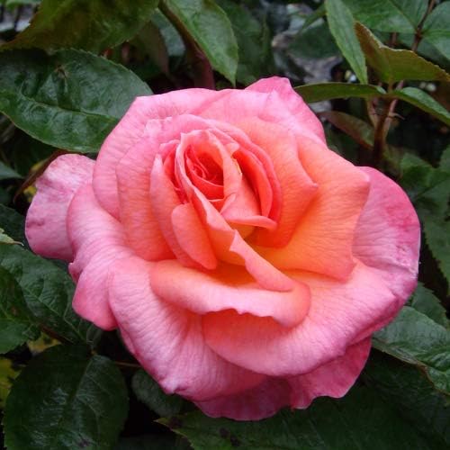 Rose Sandra (Pink) Superb Personalised Plant & Flower Gift Idea to Send for Mum, Mom,Women, Her for Birthdays & All Occasions