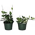 American Plant Exchange Live Assorted Hoya Plants, Plant Pots with Colorful Flowers for Home and Garden Decor, 6" Pot, Pack of 2