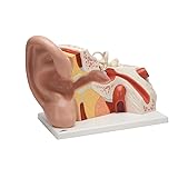 3B Scientific VJ513 Giant Ear 5 Times Full-Size