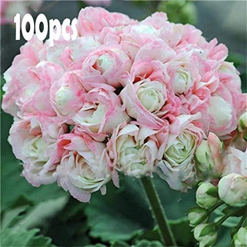 HOTUEEN Perennial Bonsai Geranium Seeds Bonsai Indoor Plant Seeds Flowers