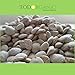 10 Pack Slimming Nuts, Semilla de Brasil 120 Seeds for Weight Loss Original Nut - Indian Seeds
