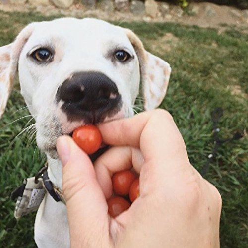 Quiet Spot Pet Tag Silencer (Red)