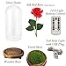 LANGXUN Red Silk Rose with LED Light and Glass Dome for Home Decor Wedding Decorations for Women