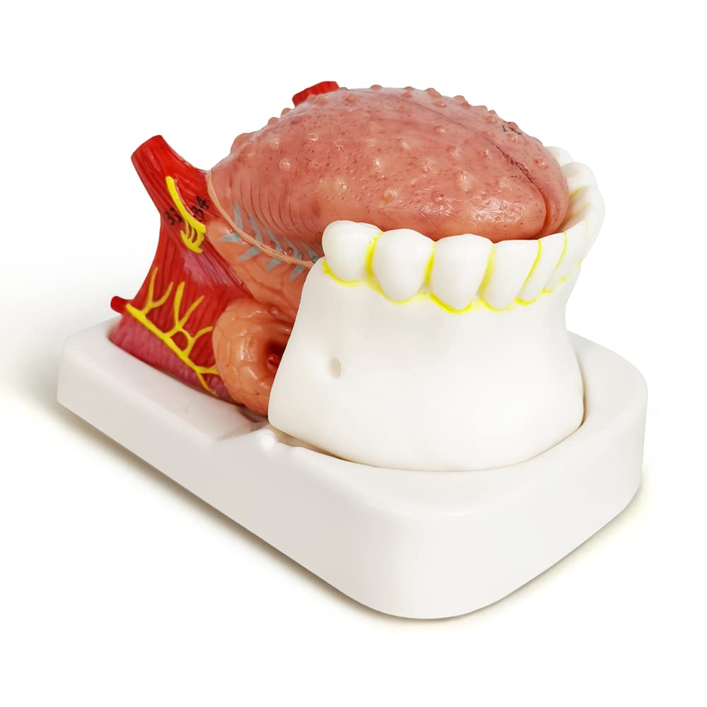 Photo 1 of Evotech Human Tongue Anatomy Model, 4 Part Life Size Numbered Human Tongue Model W/Mandible and Lower Teeth Showing The Tongue Body Base Tip for Medical Teaching and Doctor-Patient Communication