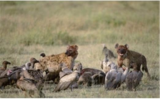 rompecabezas de animales salvajes para adultos