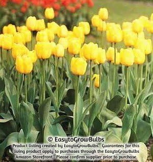 SILKSART Yellow Tulip Bulbs early bloom Perennial Bulbs for Garden Planting Beautiful Flower--SHIPPING NOW!!! - 10 large bulbs - 12+ cm