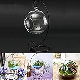 DIY Micro Landscape Plant Glass Hanging Ball With