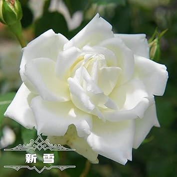 Amazon バラ苗 新雪 3年生特大苗 つるバラ 四季咲き 白色 強健 バラ 苗 つるばら 薔薇 バラ苗木 花