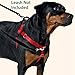 2 Hounds Design Freedom No Pull Dog Harness, Adjustable Harness and Leash Set, Easy Walking & Comfortable Control, Fits Small, Medium & Large Dogs, Solid Colors, Made in USA, 1