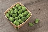 David's Garden Seeds Cucumber Gherkin Mexican Sour