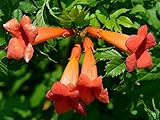 Red Trumpet Vine - Campsis radicans - 2.5