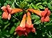 Red Trumpet Vine - Campsis radicans - 2.5" Pot