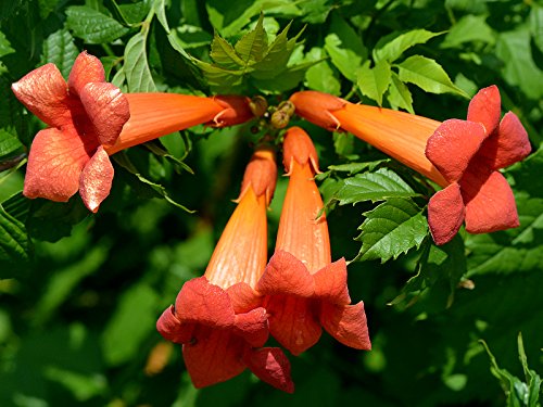 Red Trumpet Vine - Campsis radicans - 2.5 Red Trumpet Vine - Campsis radicans - 2.5