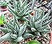 New Aloe Vera 100+ Seeds