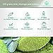 Organic Moringa Oleifera Leaf Powder : USDA Certified and 100% Raw from India, 1.1 lbs (500 g)