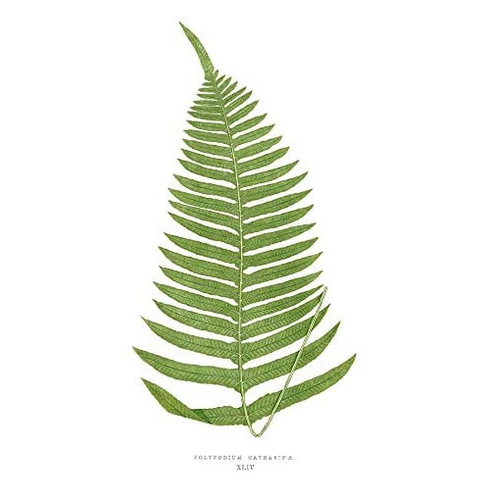 Wee Blue Coo Fern Polypodium Catharinae Art Print Canvas Premium Wall Decor Poster