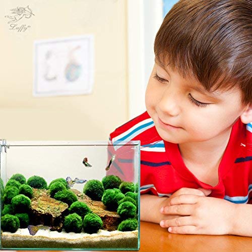 Luffy 20 Nano Marimo Moss Balls by Naturally Round and Vibrant Green 0.4" Living Aquatic Plants - Long Lasting and Easy to Care for - Perfect as a First Pet or DIY Home Decoration
