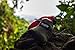 Double Camping Hammock by Arctic Current - Portable Lightweight Parachute Nylon Hammock for Camping, Backpacking or Travel Tree Hammock - Includes Rope, Tree Friendly Nylon Straps and Steel Carabiners
