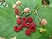 *Rare*ALASKAN THIMBLEBERRY*5 seeds *EDIBLE BERRIES#1142