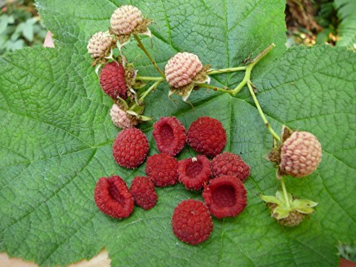 *Rare*ALASKAN THIMBLEBERRY*5 seeds *EDIBLE BERRIES#1142 *Rare*ALASKAN THIMBLEBERRY*5 seeds *EDIBLE BERRIES#1142